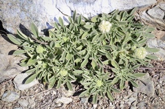 Phacelia corymbosa