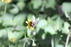 Syrphidae
