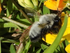 Megachile saulcyi