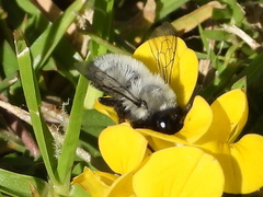 Megachile saulcyi