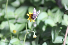 Syrphidae