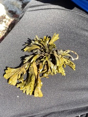 Pelvetiopsis limitata