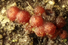 Nectria nigrescens