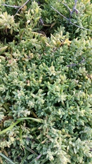 Suaeda novae-zelandiae