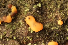 Nectria nigrescens