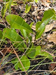 Geobalanus oblongifolius