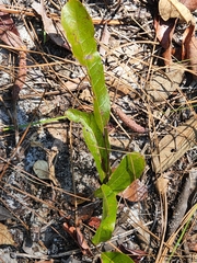 Geobalanus oblongifolius