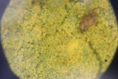 Chrysothrix