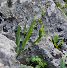 Fritillaria graeca