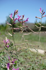 Astragalus haesitabundus