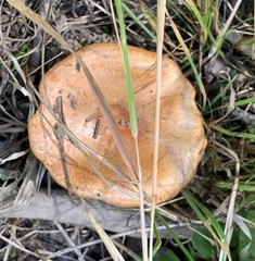 Lactarius olympianus