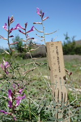 Astragalus haesitabundus
