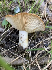 Lactarius olympianus