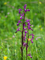 Anacamptis laxiflora