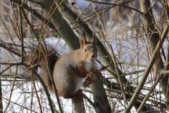 Sciurus vulgaris