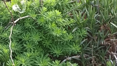 Euphorbia azorica