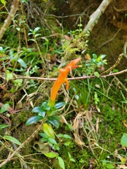 Columnea glabra