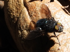 Sarconesiopsis magellanica