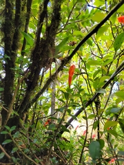 Columnea glabra