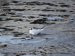 Chroicocephalus ridibundus