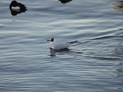 Chroicocephalus ridibundus