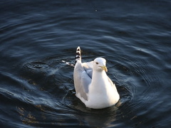 Larus argentatus