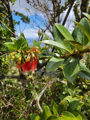 Macleania rupestris image