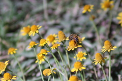 Apis mellifera