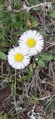 Bellis sylvestris