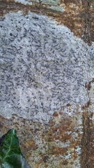 Graphis pulverulenta