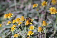Apis mellifera