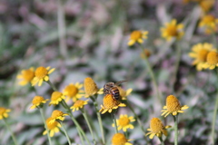 Apis mellifera