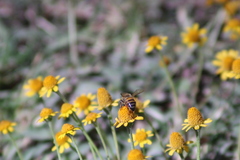 Apis mellifera