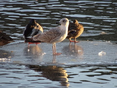 Larus argentatus