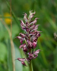 Anacamptis coriophora fragrans
