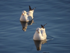 Chroicocephalus ridibundus