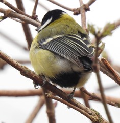 Parus major