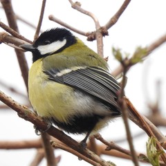 Parus major