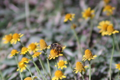 Apis mellifera