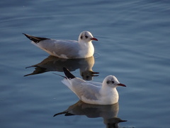 Chroicocephalus ridibundus