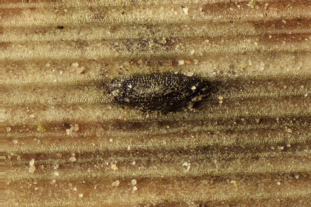 Hymenopsis