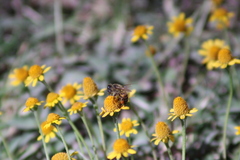 Apis mellifera