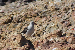 Leucophaeus scoresbii