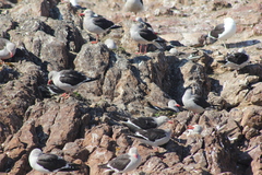 Leucophaeus scoresbii