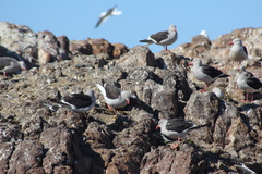 Leucophaeus scoresbii