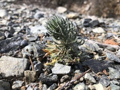 Boechera subpinnatifida