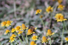 Apis mellifera