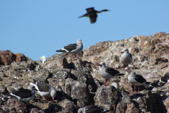 Leucophaeus scoresbii