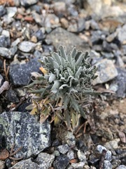 Boechera subpinnatifida