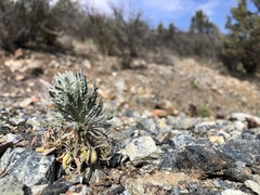 Boechera subpinnatifida